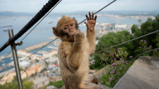 Los macacos de Gibraltar comen tierra para desintoxicarse de la comida chatarra