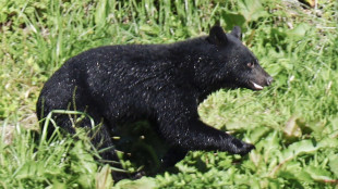 Giappone in allarme per gli orsi, governo valuta uso dei fucili