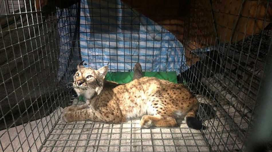 Un lynx secouru dans le Jura apr&egrave;s une blessure par balle