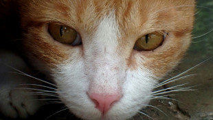 Emirats: 150 chats laiss&eacute;s pour morts dans le d&eacute;sert