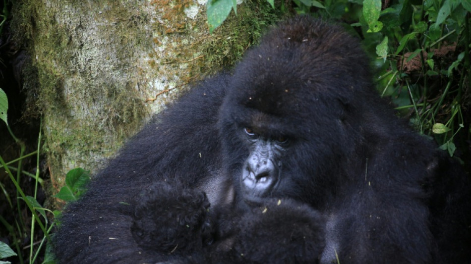 Rare mountain gorilla twins born in DR Congo: park authorities