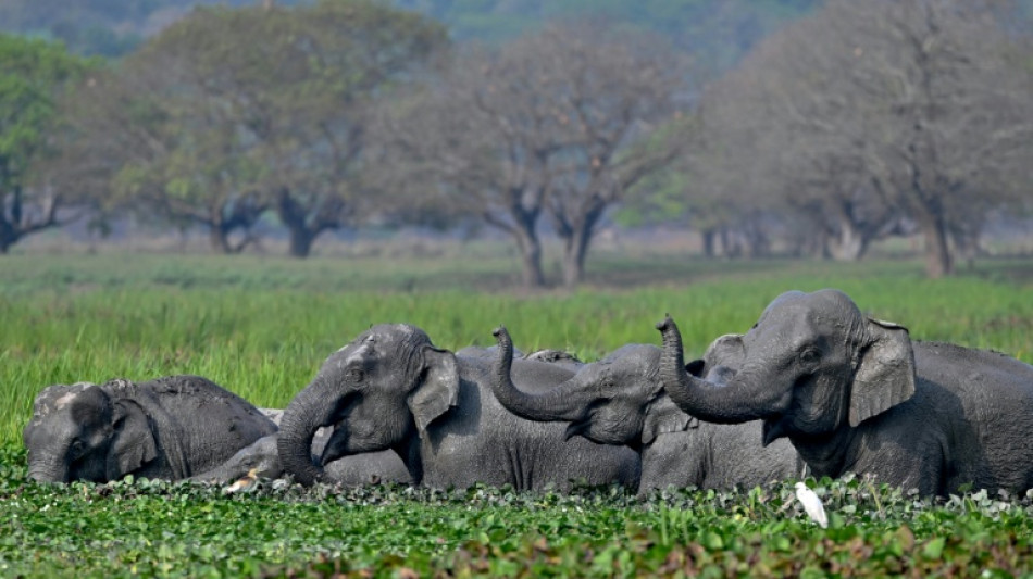 Jumbo drop in estimates of India elephant population