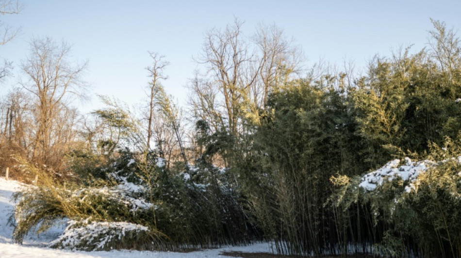 Nachbarschaftsstreit vor dem BGH: Mehr als sechs Meter hohe Bambushecke zulässig
