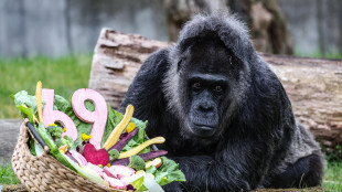 Compleanno da record allo zoo di Berlino, la gorilla Fatou compie 69 anni