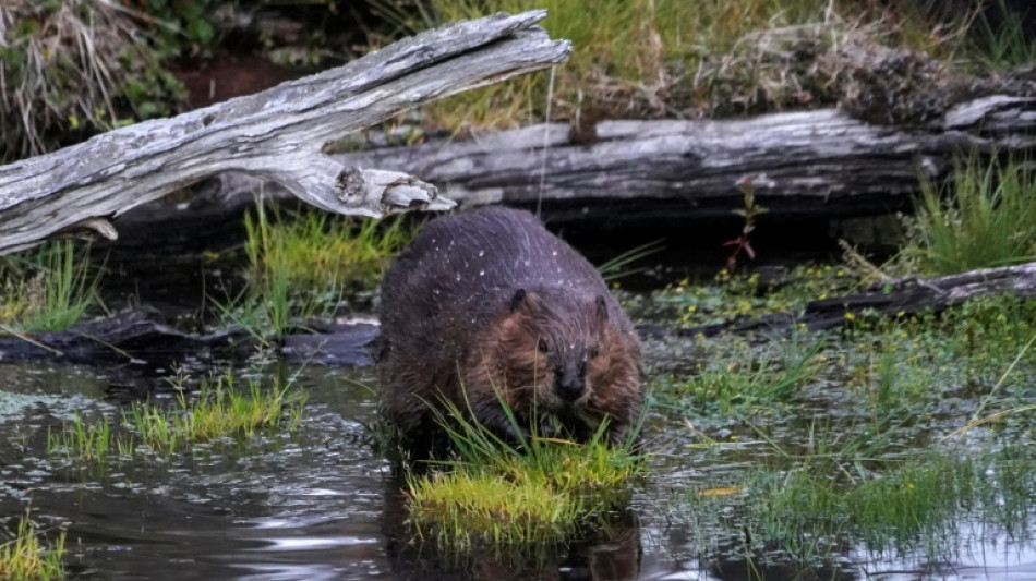 Le castor, protecteur surprise de la qualit&eacute; de l'eau face au changement climatique