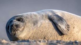 Unfall in nieders&auml;chsischem Binnenland: Robbe von Auto &uuml;berfahren und get&ouml;tet