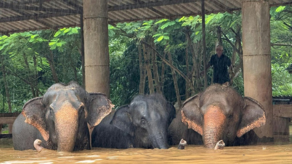 Tha&iuml;lande: une centaine d'&eacute;l&eacute;phants pi&eacute;g&eacute;s par les inondations