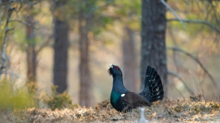 Grand tétras: les associations font appel contre le programme de réintroduction dans les Vosges