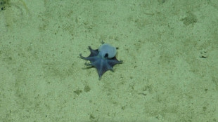 'He's tiny! It's blue!': Scientists find new deep-sea octopus