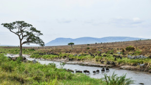 Tanzania Maasai fear VW 'greenwashing' carbon credit scheme