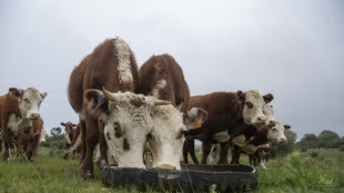 Un barco con casi 3.000 bovinos parte camino a Uruguay tras estar semanas varado en Turquía