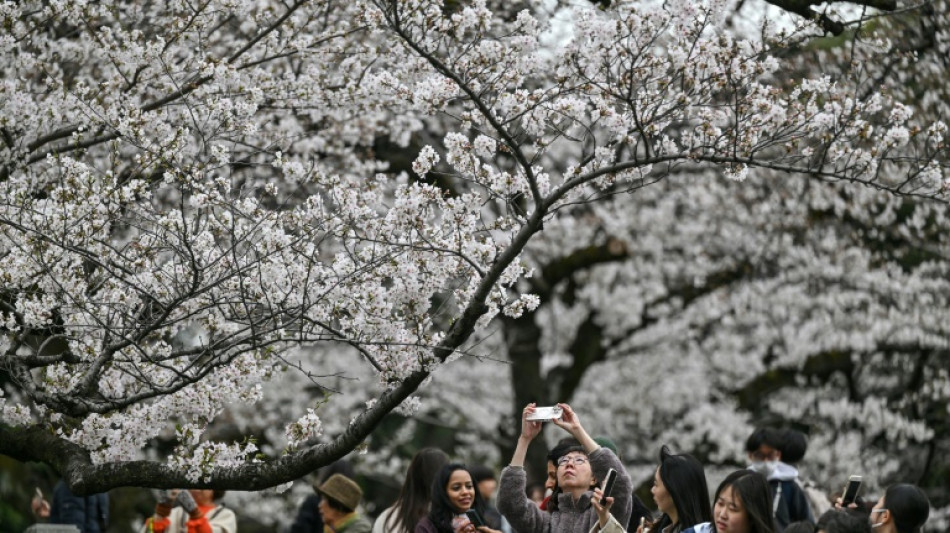 Ferramenta de IA busca preservar cerejeiras floridas no Japão