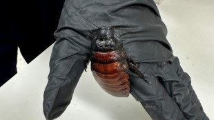 Australia incauta 100.000 cucarachas en una redada contra un criadero clandestino de insectos
