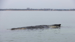 Keine Hoffnung mehr f&uuml;r Buckelwal: Tier vor Ostseek&uuml;ste liegt im Sterben