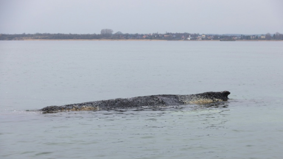Vor Ostseek&uuml;ste liegender Wal: Wasserproben sollen Aufschluss &uuml;ber Zustand geben