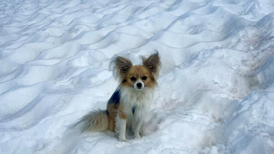 Scientists say most dogs have some wolf DNA - even chihuahuas