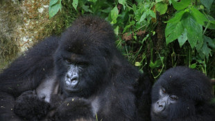 Est de la RDC: nouvelle naissance de jumeaux gorilles de montagne