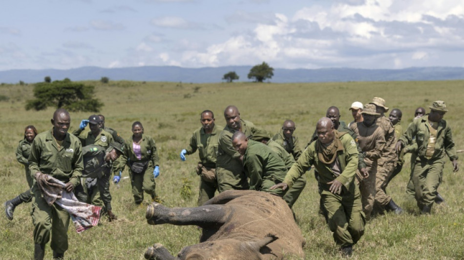 Déplacer un rhinocéros, mode d'emploi