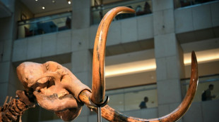 Bau der Stromtrasse Suedlink in Baden-Württemberg: Weitere Mammutfunde