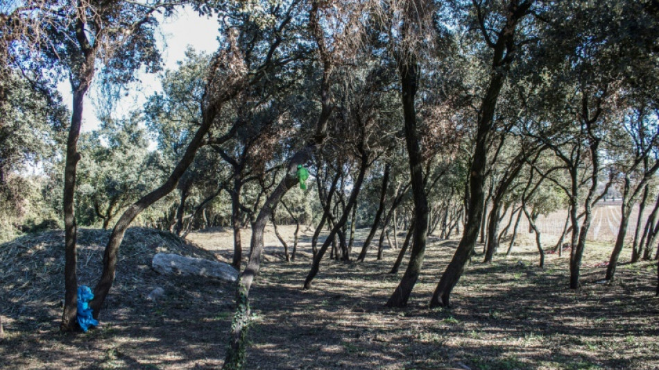 En France, un cimeti&egrave;re d'enfants harkis oubli&eacute; depuis 42 ans ressurgit du pass&eacute; 