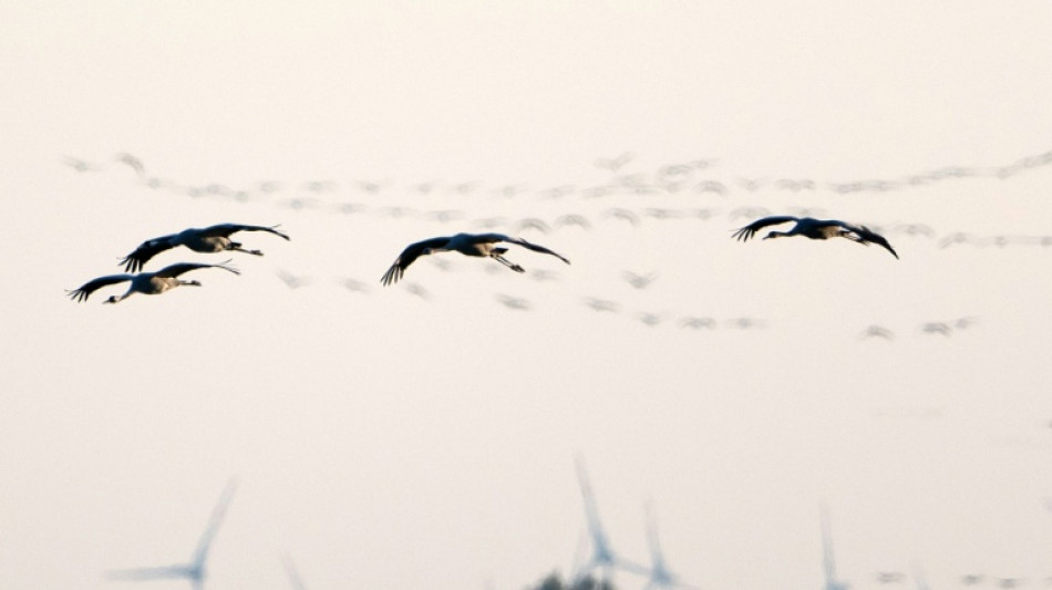 Brandenburg registriert bislang gr&ouml;&szlig;ten Vogelgrippeausbruch bei Kranichen