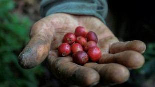 Studie: Hitze durch Klimawandel bedroht Kaffeeernten - und treibt die Preise