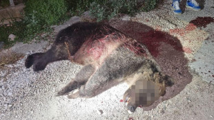 Prima udienza per l'uccisione dell'orsa Amarena rinviata per nullit&agrave;