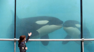 Orcas, dolphins stuck in closed French marine park
