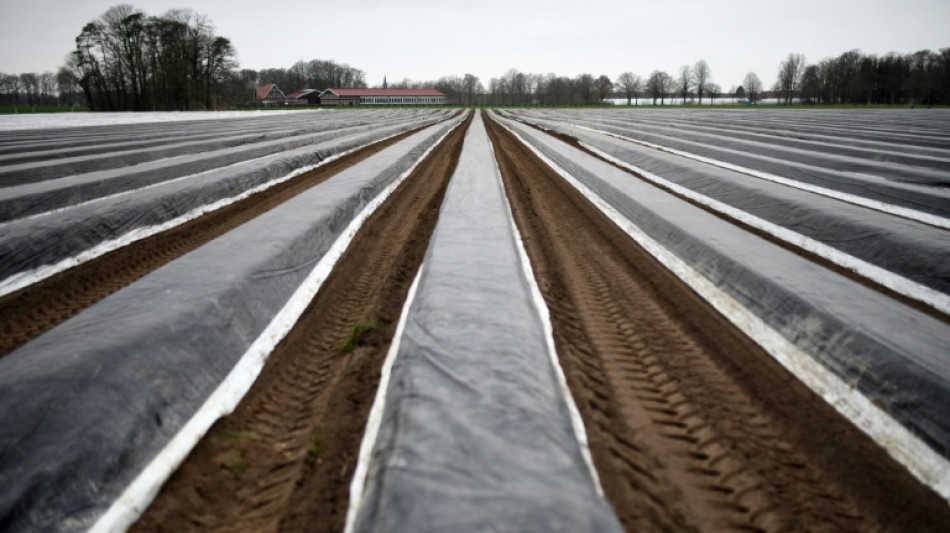 Landwirtschaft: 28 Prozent der Arbeitskräfte sind Saisonarbeiter 