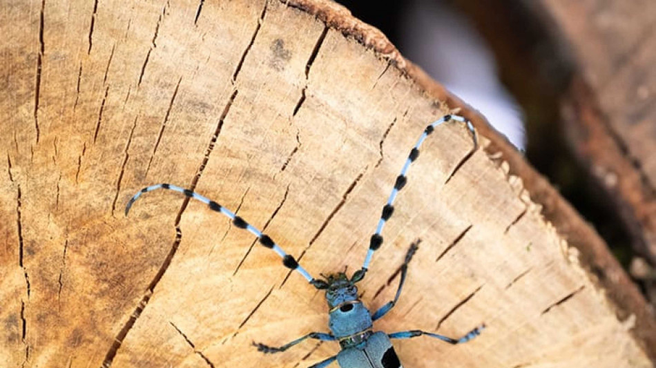 Il cerambice alpino &egrave; tornato in Alto Adige