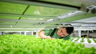 Greenland entrepreneur gambles on leafy greens