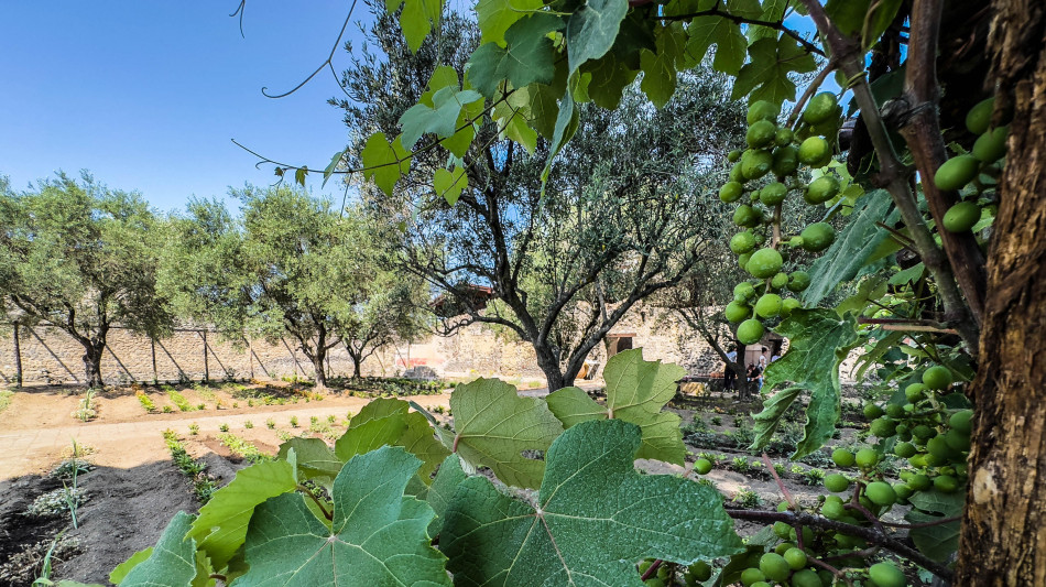 Scoperto un meccanismo chiave contro la carenza di ossigeno