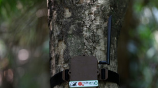 Curupira 'high tech', um guardi&atilde;o equipado com IA em defesa da Amaz&ocirc;nia