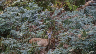 Autofahrer nach Wildunfällen zur Kasse gebeten: Urteil gegen Jäger bestätigt
