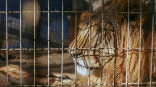 Un parque de vida silvestre en Nueva Zelanda sacrificará a siete leones