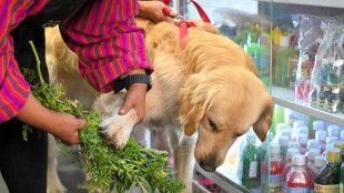 Curanderas limpian las malas energ&iacute;as de las mascotas en un mercado de Ecuador