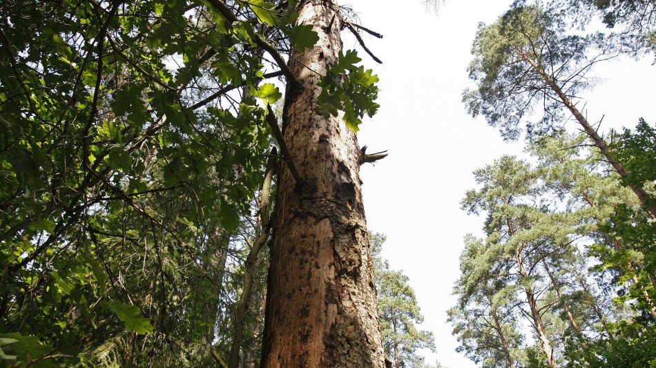 Avvocato famiglia nel bosco, 'falsit&agrave;, faremo ricorso'