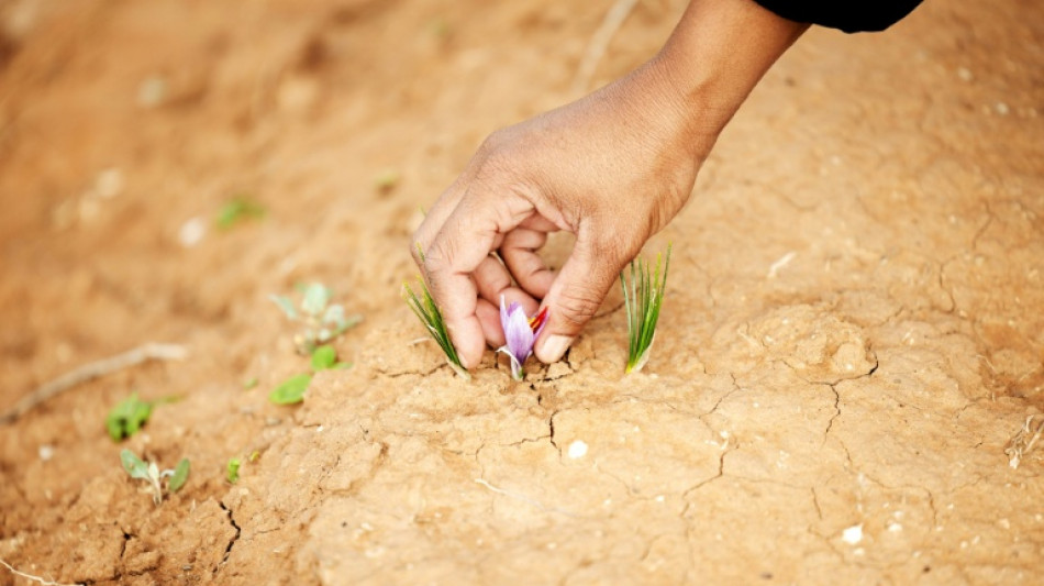 New to South Africa, saffron holds promise