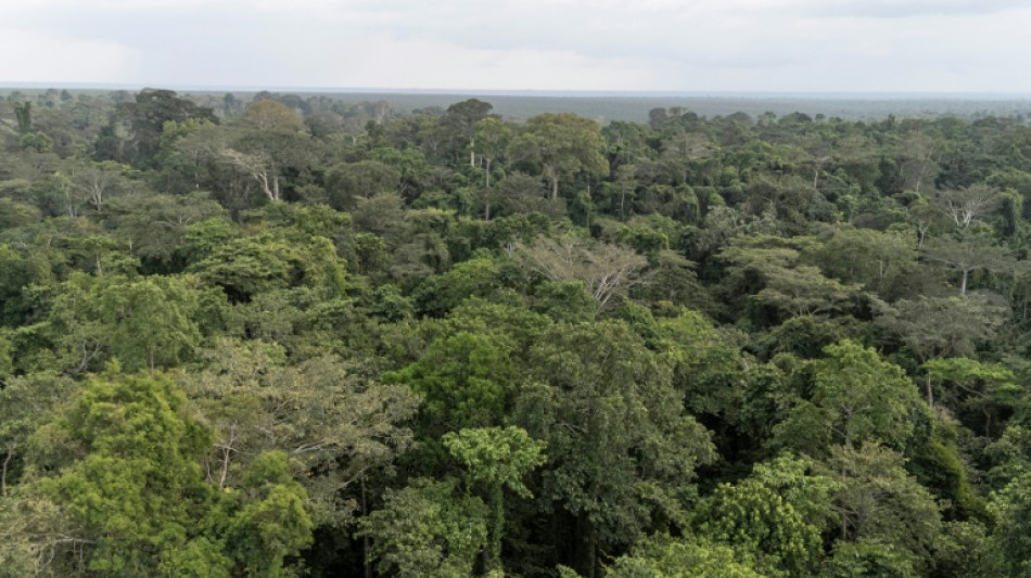 El rescate de un elefante hu&eacute;rfano expone el reto de la conversaci&oacute;n en Nigeria