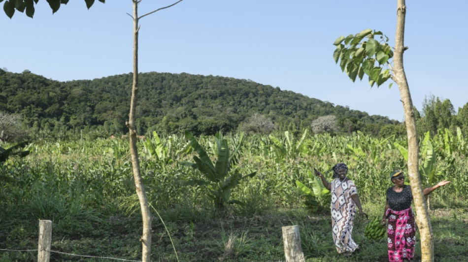 Cinco aldeas y un bosque de Kenia en el centro de la disputa mundial por tierras raras