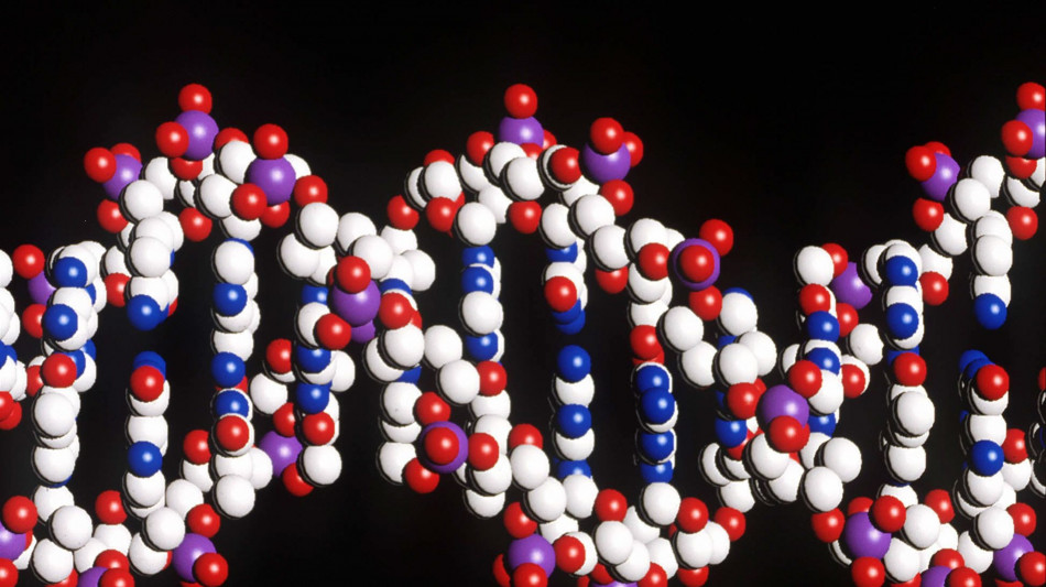 Il Dna nelle cellule non &egrave; inaccessibile come si pensava