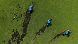 Una planta acuática cubre un lago de El Salvador y ahuyenta a los turistas