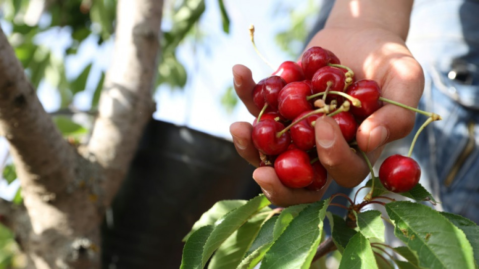 Obstbetriebe erwarten sehr gute Kirschenernte