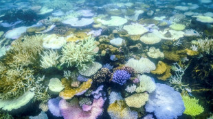 Umweltschützer: "Schockierende" Korallenbleiche vor Westküste Australiens