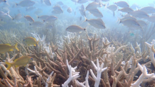 Una ola de calor deja "funcionalmente extintas" dos especies de coral en EEUU