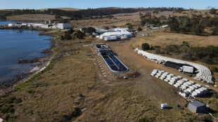 Climat: limiter les rots du bétail grâce à une algue, le pari d'une ferme de Tasmanie