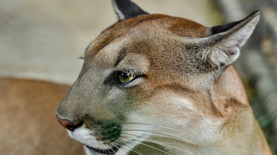 Studie: Mehr Pumas - weniger Verkehrsunf&auml;lle mit Rehen