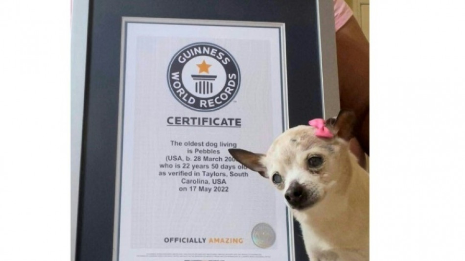 &Auml;ltester Hund der Welt stirbt im Alter von 22 Jahren