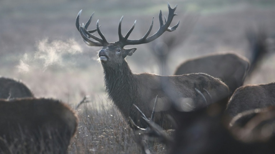 Hirsch bei Wildunfall in Mecklenburg-Vorpommern zeitgleich von zwei Autos erfasst