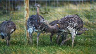 De grands oiseaux argentins transférés au Chili pour préserver l'espèce